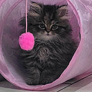 Aiko participe au concours pour gagner de l'argent avec cette photo : kitten, cat, fluffy, toy, pink, tunnel, fuzzy_ball, indoor, pet, curious, animal, floor, tile, cute, fur, young, playful, domestic, small, eyes