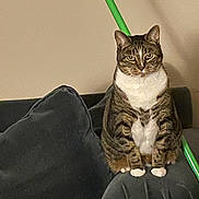 Jerry joined the competition — help win amazing prizes! cat, tabby, white_paws, white_chest, couch, armrest, broom, indoor, pet, feline, fur, animal, sitting, domestic, household, living_room, gray, brown, striped, wall