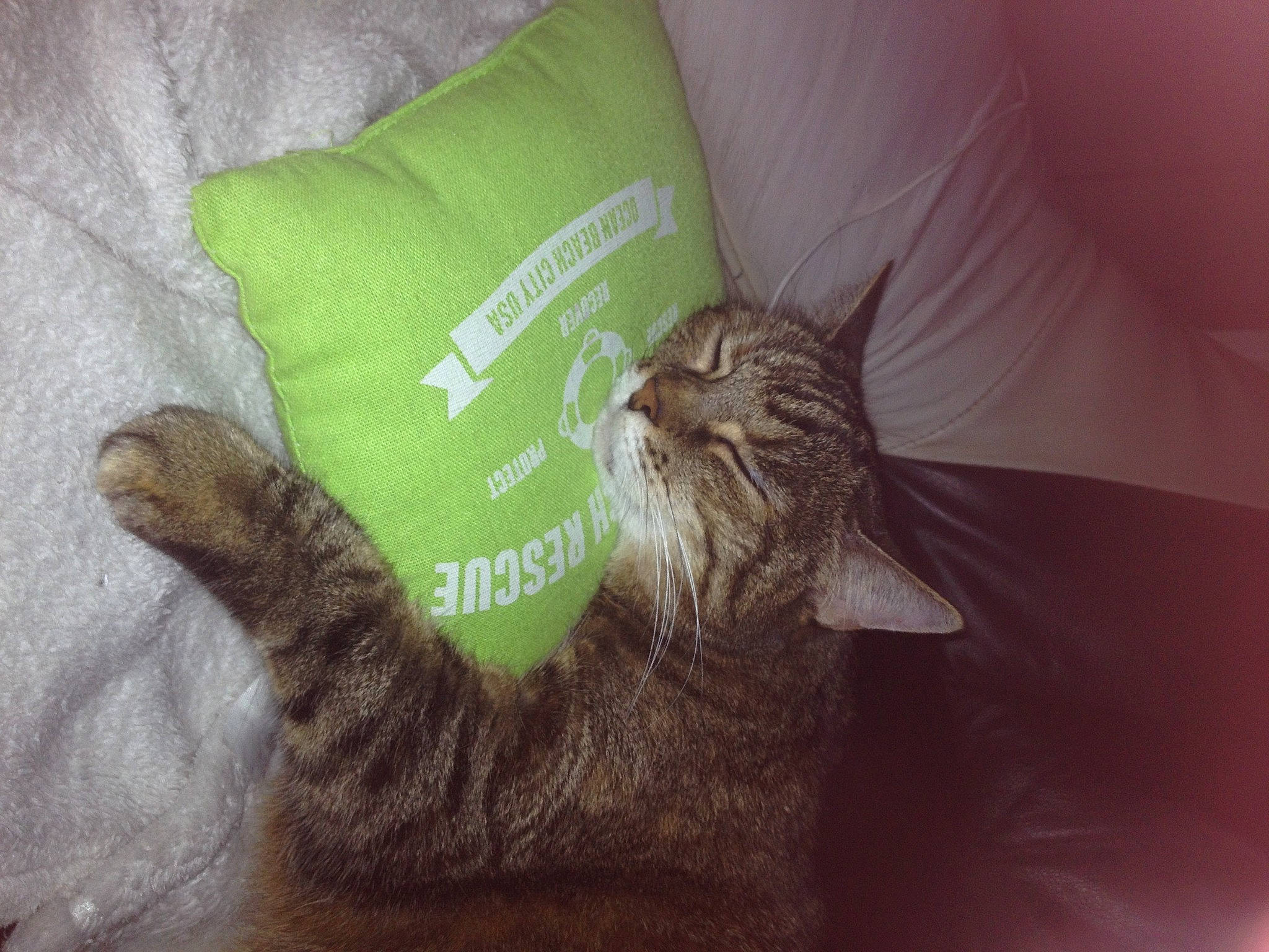 Vikie participe au concours pour gagner de l'argent avec cette photo : black_cat, carnivore, cat, cat_supply, claw, comfort, domestic_short_haired_cat, fawn, felidae, fur, linens, liver, nap, paw, small_to_medium_sized_cats, tail, whiskers