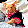dog, chihuahua, pet, small_dog, blanket, bed, clothing, flower_accessory, cozy, comfortable, fur, animal, cute, resting, indoor, soft_texture, pink, black, relaxed, portrait