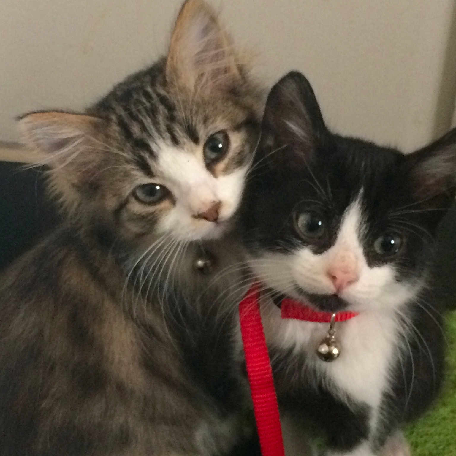 Noisette Et Nino