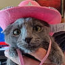 animal, cat, close_up, costume, crown, cute, dress_up, funny, fur, gray_cat, green_eyes, held, human_hand, indoor, pet, pink_hat, portrait, princess_hat, whiskers, wide_eyes