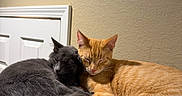 Jill joined the competition — help win amazing prizes! adorable, animal_portrait, black_cat, cat, cats, close_up, cozy, cuddling, ears, feline, fur, home, indoor, orange_tabby, paws, pet, relaxed, sleeping, tail, whiskers