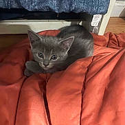Jill joined the competition — help win amazing prizes! animal, bed, blanket, cat, cozy, cuddly, cute, ears, eyes, face, feline, fur, gray_cat, indoors, kitten, pet, portrait, red_blanket, sleeping_area, whiskers