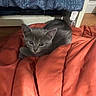animal, bed, blanket, cat, cozy, cuddly, cute, ears, eyes, face, feline, fur, gray_cat, indoors, kitten, pet, portrait, red_blanket, sleeping_area, whiskers