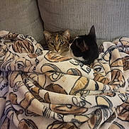 Tiger Moon And Panda is registered to the contest to win money with this photo: cats, two_cats, tabby_cat, black_cat, animal, pet, feline, indoors, couch, blanket, cozy, snuggling, resting, portrait, close_up, whiskers, ears, striped_fur, home, soft_fabric