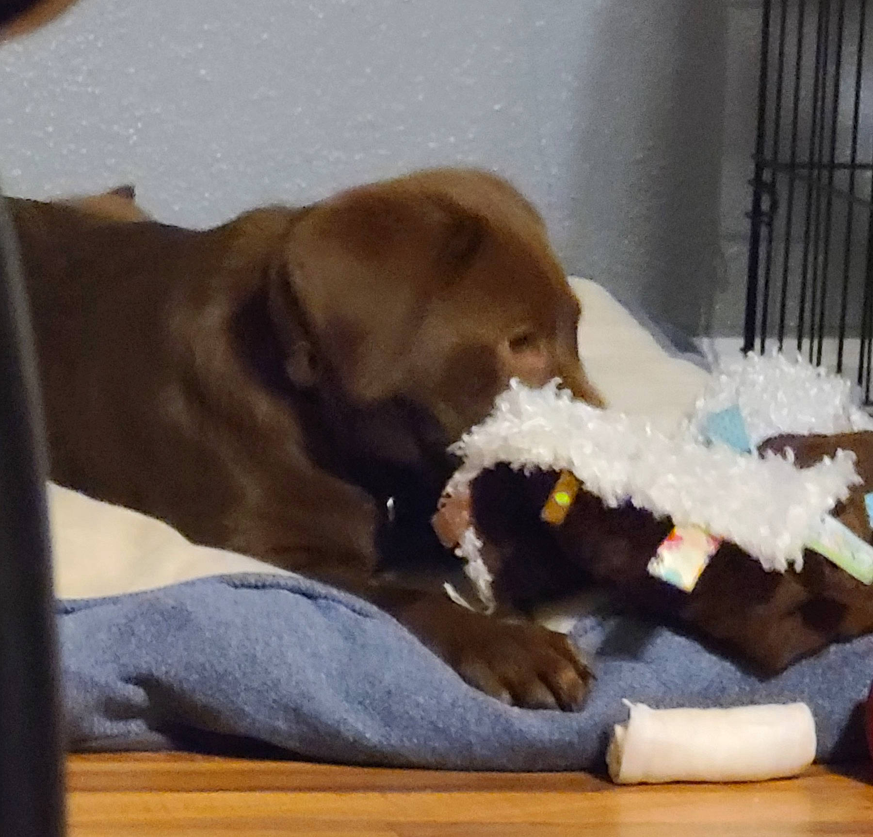 Wallen is registered to the contest to win money with this photo: bed, canidae, carnivore, comfort, companion_dog, dog, dog_breed, fawn, fur, guard_dog, hardwood, linens, nap, paw, pet_supply, room, sporting_group, tail, wood, working_animal