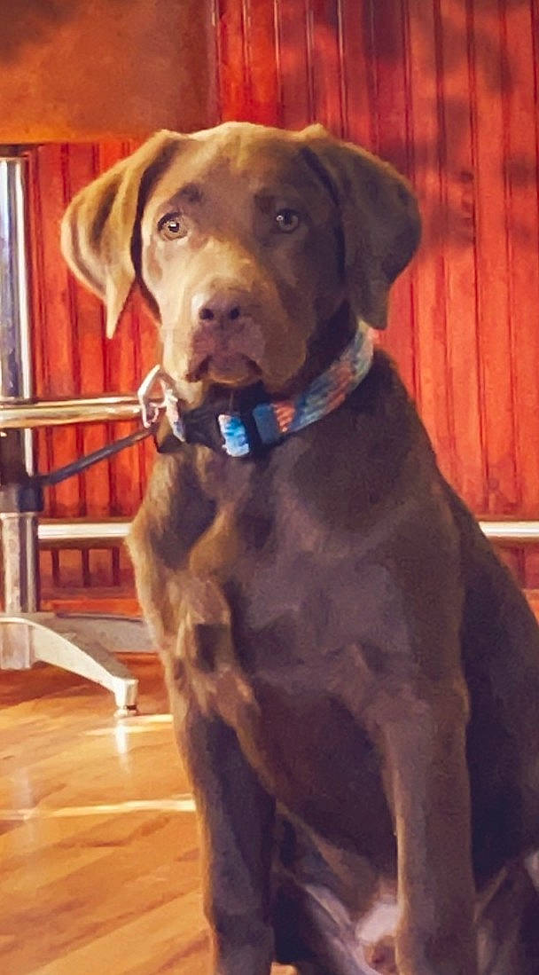 Wallen joined the competition — help win amazing prizes! canidae, carnivore, collar, companion_dog, dog, dog_breed, dog_collar, fawn, fur, gun_dog, hardwood, liver, pet_supply, snout, sporting_group, varnish, whiskers, wood, wood_stain, working_animal