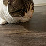 cat, tabby, whiskers, close_up, floor, wooden_floor, pet, animal, indoor, curious, feline, mammal, domestic_animal, quiet, alert, brown, white, ears, side_view, portrait