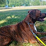Neo participe au concours pour gagner de l'argent avec cette photo : animal, black_stripes, brindle, brown_fur, canine, chain_leash, collar, dog, grass, landscape, large_dog, leash, lying_down, open_mouth, outdoors, panting, park, pet, profile, sunlight