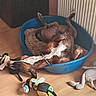 Neo a rejoint le concours — aidez-le/la à gagner de superbes lots ! animal, bee_toy, blue_bed, brindle_dog, collar, dog, dog_bed, dog_toys, flexible, home, indoor, leash, lying_down, pet, plush_toy, radiator, relaxed, sleeping, upside_down, wooden_floor