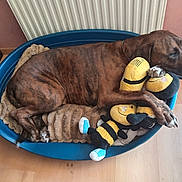 Neo participe au concours pour gagner de l'argent avec cette photo : animal_portrait, bee_toy, blue_bed, brindle_dog, brown_fur, collar, cuddling, dog, dog_bed, home, indoors, lying_down, pet, plush_toys, radiator, relaxed, sleeping, stuffed_animals, wood_floor, yellow_toys