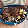 animal_portrait, bee_toy, blue_bed, brindle_dog, brown_fur, collar, cuddling, dog, dog_bed, home, indoors, lying_down, pet, plush_toys, radiator, relaxed, sleeping, stuffed_animals, wood_floor, yellow_toys
