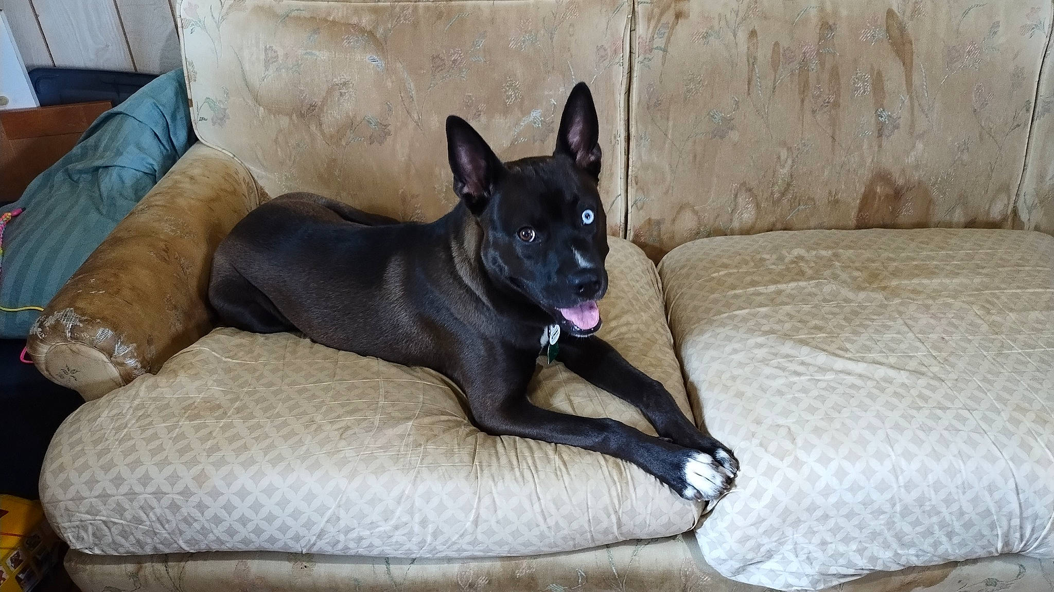 Kooljo joined the competition — help win amazing prizes! canidae, carnivore, comfort, companion_dog, couch, dog, dog_breed, dog_supply, fawn, furniture, guard_dog, linens, non_sporting_group, sleeper_chair, slipcover, snout, sporting_group, toy_dog, whiskers, working_animal