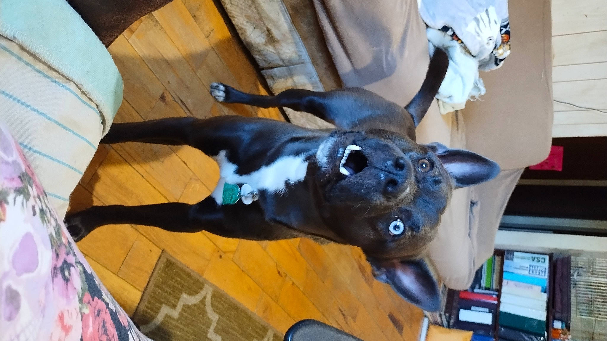 Kooljo is registered to the contest to win money with this photo: canidae, carnivore, companion_dog, dog, dog_breed, ear, fawn, felidae, fur, guard_dog, non_sporting_group, personal_protective_equipment, small_to_medium_sized_cats, snout, sporting_group, tail, whiskers, wood, working_animal