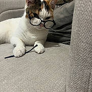 Nala is registered to the contest to win money with this photo: animal, calico_cat, cat, couch, cozy, cute, decor, ears, fabric, funny, glasses, home, indoor, paw, pet, pillow, resting, sofa, string, whiskers