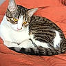 animal, cat, comfort, cozy, curled_up, cute, ears, feline, fur, indoor, orange_blanket, pet, relaxed, resting, sleepy, tabby, tail, whiskers, white_fur, yellow_eyes