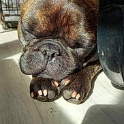 Roméo a rejoint le concours — aidez-le/la à gagner de superbes lots ! dog, french_bulldog, sleeping, paw, close_up, sunlight, indoor, floor, pet, animal, resting, nose, ear, cage, shadow, black, brown, fur, cute, relaxed