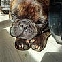 dog, french_bulldog, sleeping, paw, close_up, sunlight, indoor, floor, pet, animal, resting, nose, ear, cage, shadow, black, brown, fur, cute, relaxed