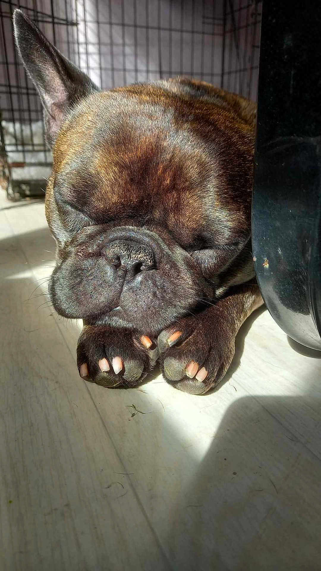 Roméo