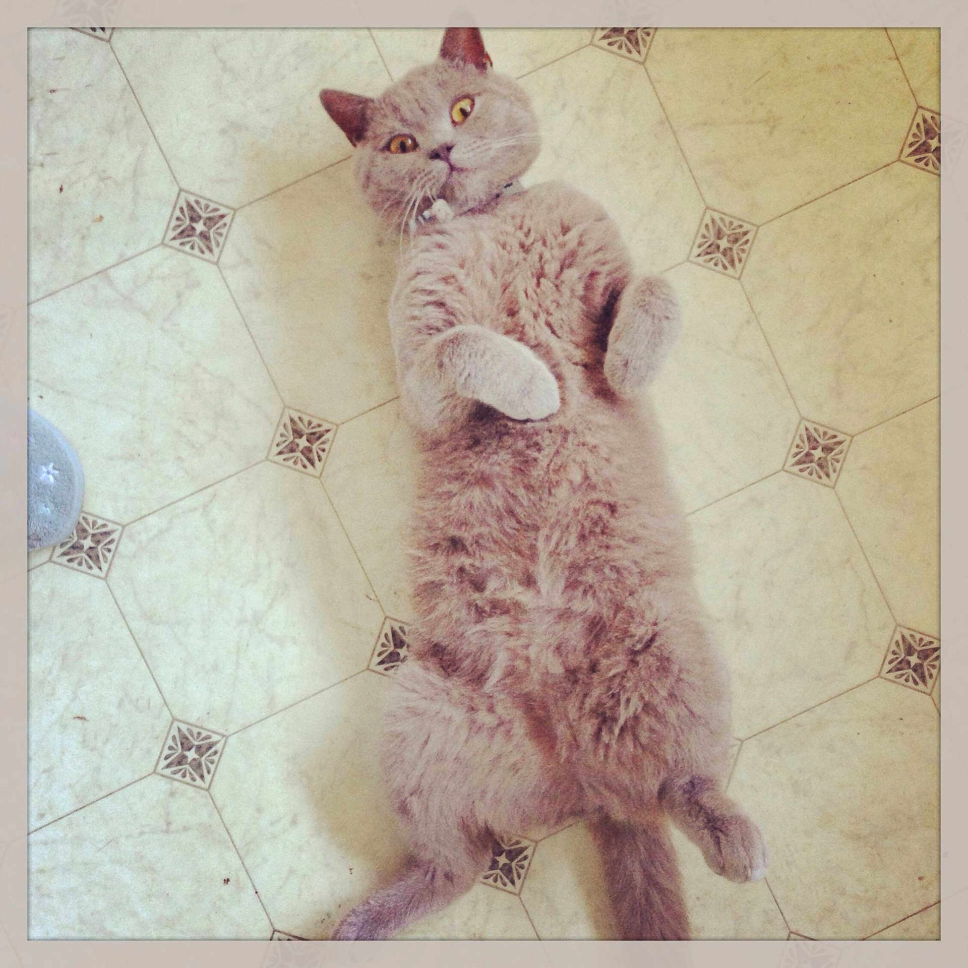 Meow Meow joined the competition — help win amazing prizes!