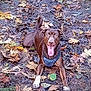 dog, brown_dog, white_paws, blue_harness, tongue_out, leaves, forest_floor, tennis_ball, playful, outdoor, animal, pet, happy, muddy_ground, nature, fall, autumn, canine, excited, laying_down
