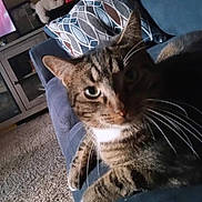 Roxie is registered to the contest to win money with this photo: cat, tabby_cat, couch, living_room, pillow, carpet, furniture, whiskers, pet, domestic_animal, indoor, cozy, eye_contact, fur, relaxing, home, pattern, stuffed_animal, cabinet, curious