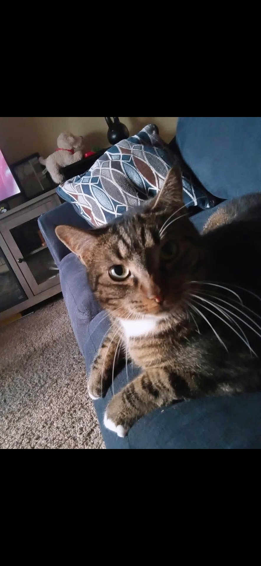 Roxie is registered to the contest to win money with this photo: cat, tabby_cat, couch, living_room, pillow, carpet, furniture, whiskers, pet, domestic_animal, indoor, cozy, eye_contact, fur, relaxing, home, pattern, stuffed_animal, cabinet, curious