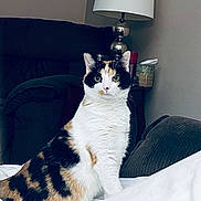 Binkers joined the competition — help win amazing prizes! animal, black, blanket, calico, cat, couch, cozy, ears, eyes, feline, fur, home, indoor, lamp, orange, pet, portrait, sitting, whiskers, white