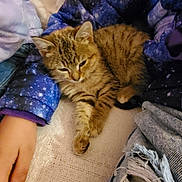 Percy is registered to the contest to win money with this photo: cat, kitten, tabby, person, hand, jacket, blue_jacket, ripped_jeans, lap, feline, cozy, resting, indoor, fabric, nail_polish, casual, couch, relaxation, warm, fur