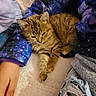 cat, kitten, tabby, person, hand, jacket, blue_jacket, ripped_jeans, lap, feline, cozy, resting, indoor, fabric, nail_polish, casual, couch, relaxation, warm, fur
