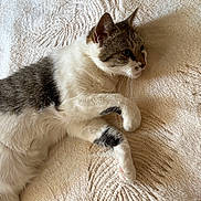 Layna participe au concours pour gagner de l'argent avec cette photo : animal, bedroom, blanket, calm, cat, cozy, cute, feline, fur, gray, indoor, lying_down, paw, pet, relaxed, resting, soft, texture, whiskers, white
