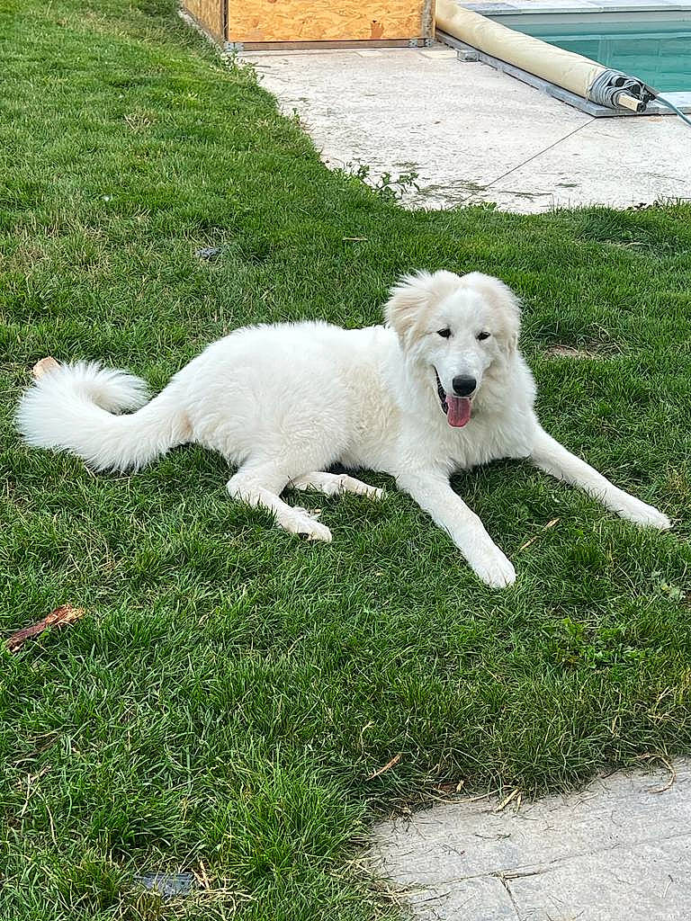 Sweetie a rejoint le concours — aidez-le/la à gagner de superbes lots ! canidae, carnivore, companion_dog, dog, dog_breed, grass, lawn, non_sporting_group, plant, tail, terrestrial_animal, water, working_animal, working_dog