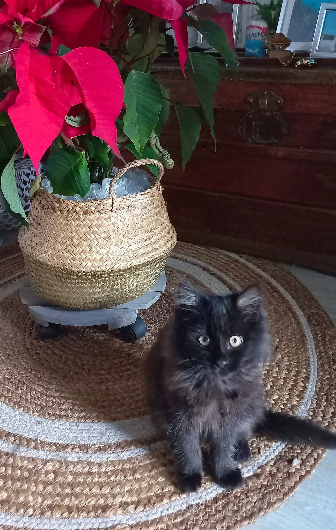 Umberto a rejoint le concours — aidez-le/la à gagner de superbes lots ! black_cat, carnivore, cat, domestic_short_haired_cat, felidae, flowerpot, fur, grass, grey, hardwood, hat, houseplant, petal, plant, serveware, small_to_medium_sized_cats, tail, terrestrial_animal, whiskers, wood