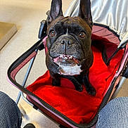 Moxie joined the competition — help win amazing prizes! animal, black_dog, canine, casual, close_up, companion, dog, fabric, floor, french_bulldog, indoor, jeans, looking_up, mesh, pet, pet_stroller, red_blanket, shoe, smiling, white_chest