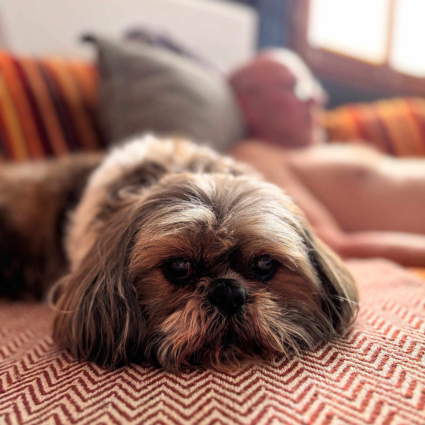 Piggy a rejoint le concours — aidez-le/la à gagner de superbes lots ! animal, blanket, blurred_background, closeup, comfort, couch, cozy, dog, fur, home, human, indoor, light, pattern, person, pet, portrait, relaxation, resting, window