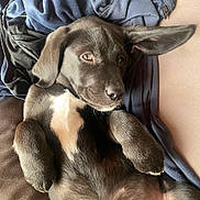 Bounty participe au concours pour gagner de l'argent avec cette photo : puppy, dog, black_fur, white_patch, lying_down, ear_flopped, cute, pet, animal, cozy, clothing, fabric, relaxed, closeup, indoor, young_dog, fur, snout, paw, resting
