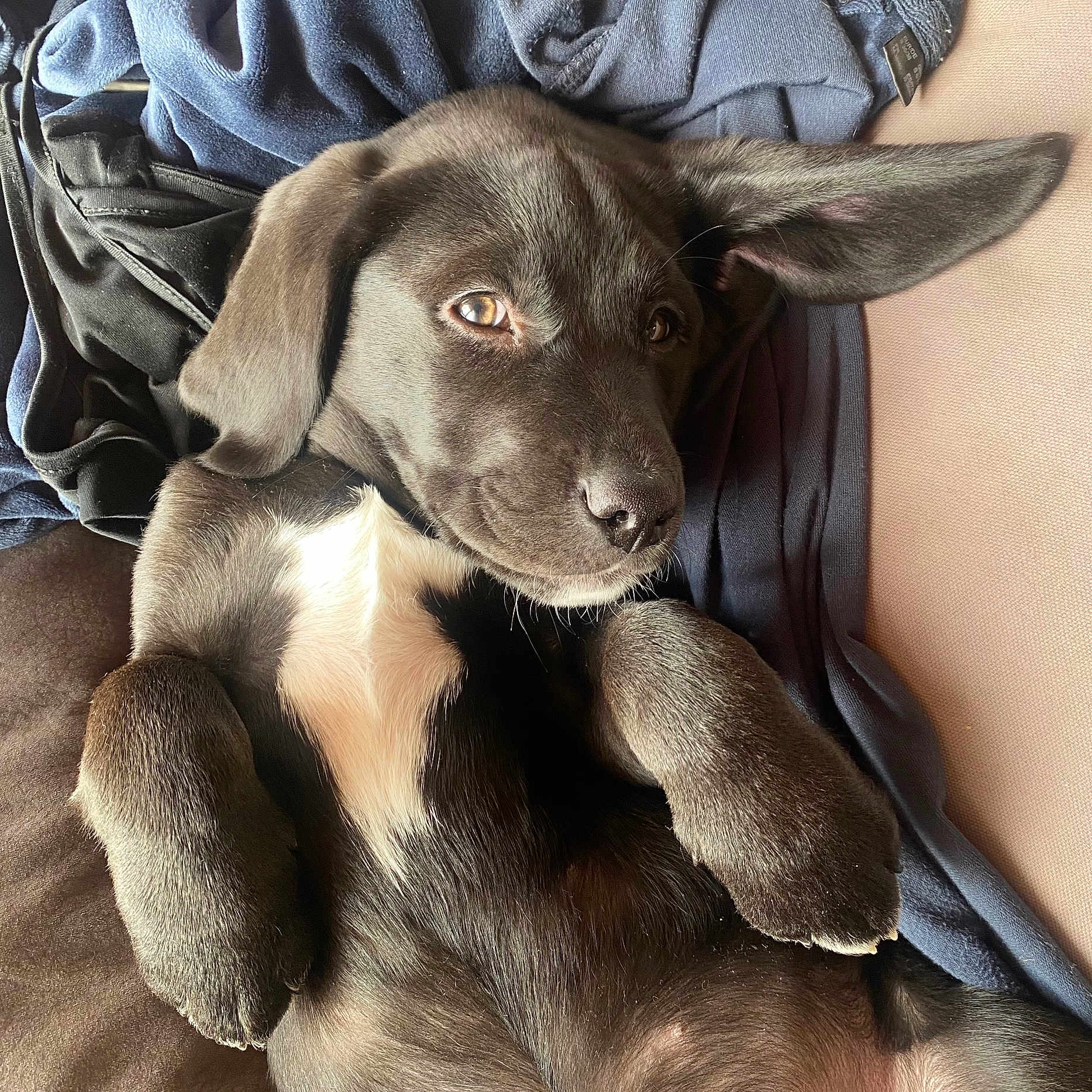 Bounty participe au concours pour gagner de l'argent avec cette photo : puppy, dog, black_fur, white_patch, lying_down, ear_flopped, cute, pet, animal, cozy, clothing, fabric, relaxed, closeup, indoor, young_dog, fur, snout, paw, resting
