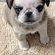 Zoey joined the competition — help win amazing prizes! adorable, blanket, canine, close_up, cute, dog, expression, eyes, fur, indoor, nose, paw, pet, portrait, puppy, rug, sitting, small, whiskers, young