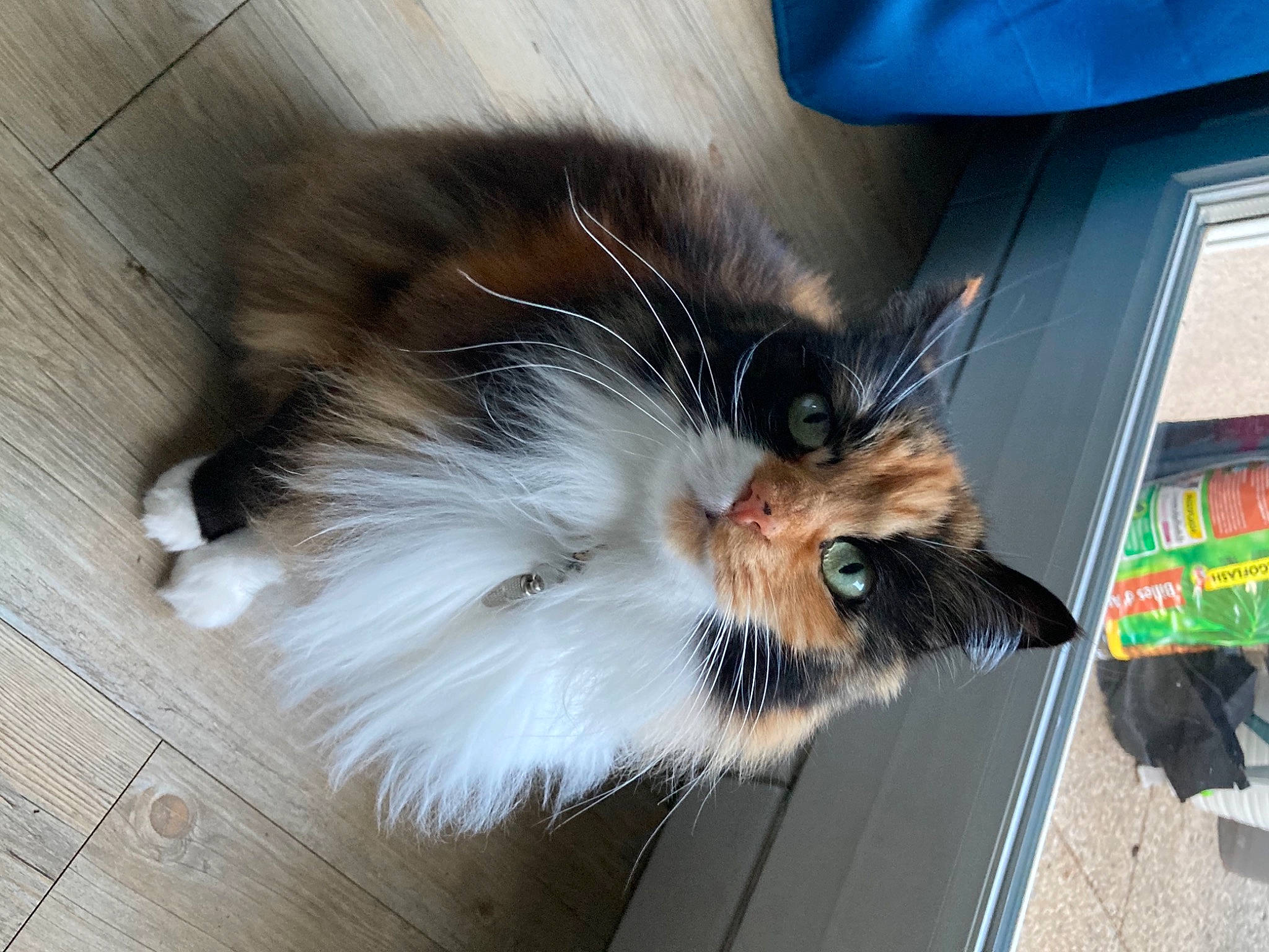 Brioche participe au concours pour gagner de l'argent avec cette photo : canidae, carnivore, cat, claw, companion_dog, domestic_short_haired_cat, fawn, felidae, fur, hardwood, paw, small_to_medium_sized_cats, tail, whiskers, wood