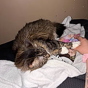 Mittens Brownell joined the competition — help win amazing prizes! cat, tabby_cat, sleeping, paw, hand, blanket, indoor, cozy, furry, pet, animal, comfort, resting, soft_texture, human_interaction, relaxation, friendship, fur, cuddle, domestic_animal