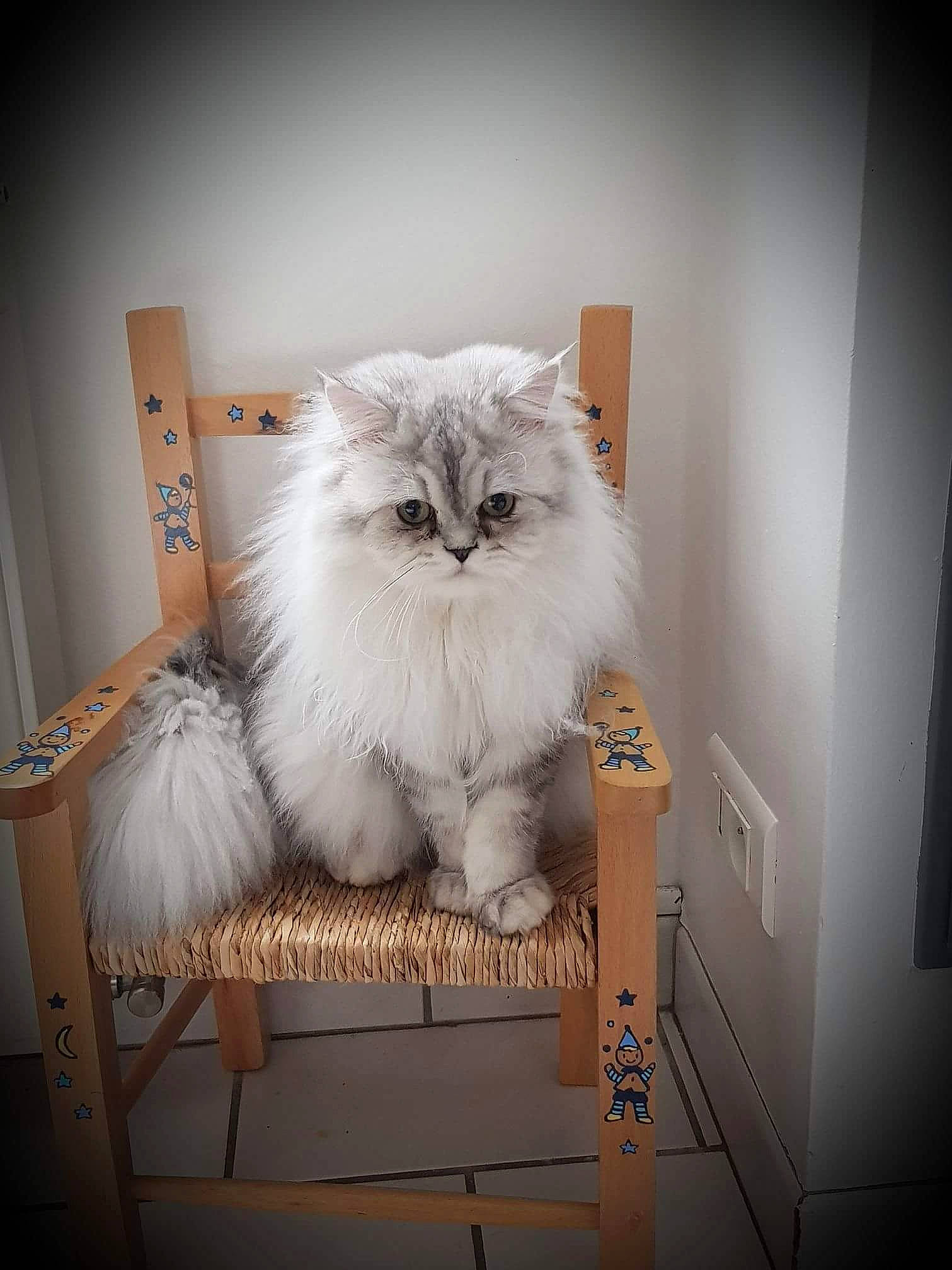 Nestea participe au concours pour gagner de l'argent avec cette photo : asian_semi_longhair, british_longhair, british_semi_longhair, carnivore, cat, domestic_long_haired_cat, eye, felidae, himalayan, kitten, mammal, napoleon_cat, persian, ragamuffin, siberian, small_to_medium_sized_cats, vertebrate, whiskers