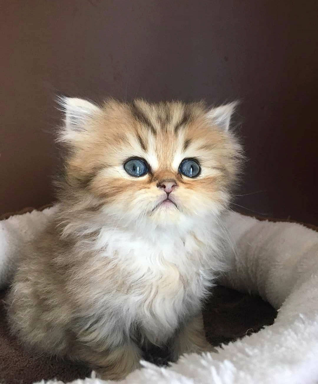 Russel a rejoint le concours — aidez-le/la à gagner de superbes lots ! art, box, british_longhair, carnivore, cat, claw, companion_dog, eye, fawn, felidae, fur, paw, persian, small_to_medium_sized_cats, snout, tail, terrestrial_animal, whiskers, working_animal