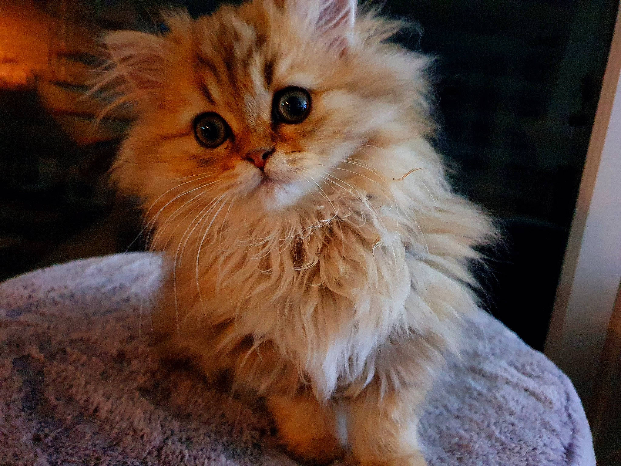 Russel participe au concours pour gagner de l'argent avec cette photo : british_longhair, carnivore, cat, fawn, felidae, fur, peach, persian, small_to_medium_sized_cats, snout, tail, terrestrial_animal, whiskers, wood