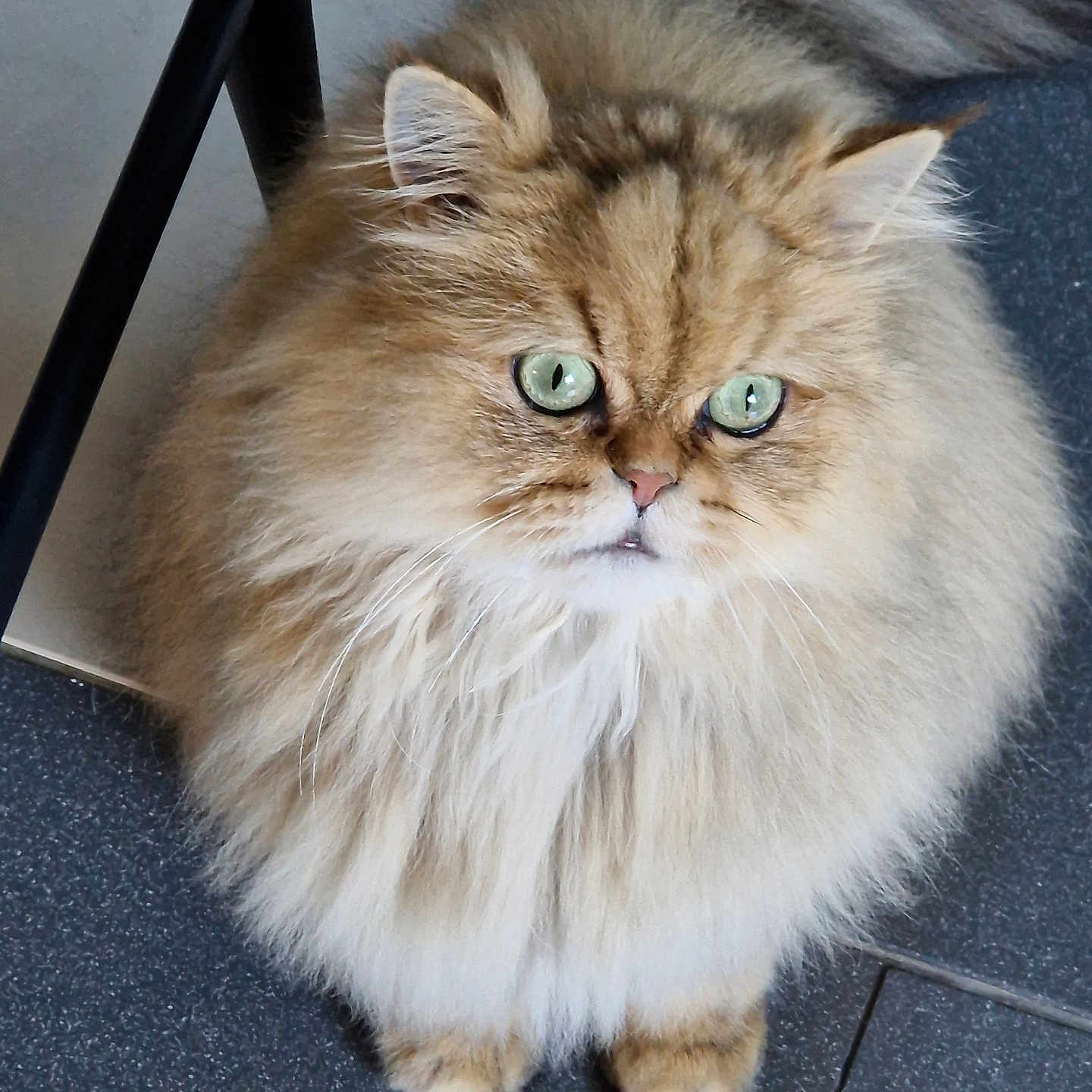 Russel a rejoint le concours — aidez-le/la à gagner de superbes lots ! abyssinian, accessories, angora, animal, cat, chair, face, furniture, hardwood, head, indoors, kitten, manx, person, pet, photography, portrait, strap, tripod, wood