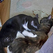 Memeche Et Kitty a rejoint le concours — aidez-le/la à gagner de superbes lots ! cat, cats, feline, pet, indoor, cuddle, sleeping, fur, black_and_white_cat, tabby_cat, rug, floor, cozy, animal, mammal, domestic_animal, resting, close_up, two_animals, companion