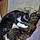 Memeche Et Kitty