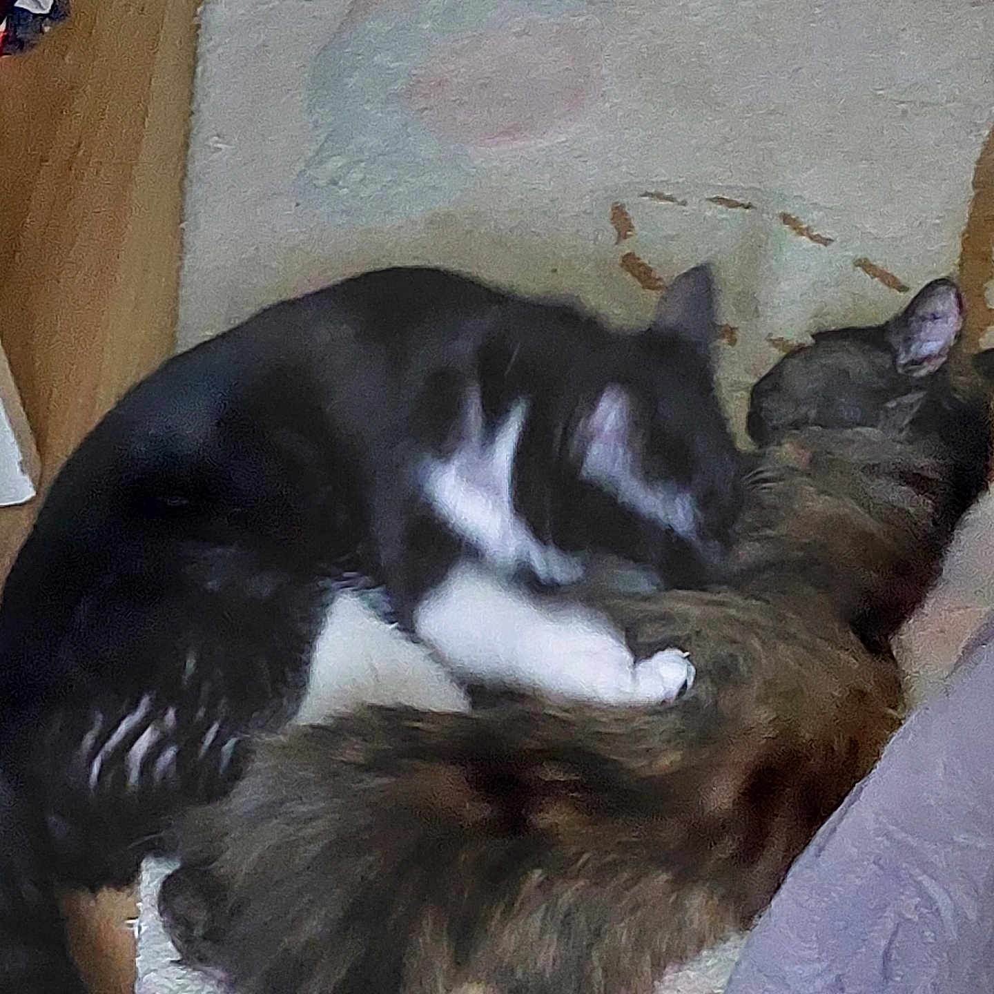 Memeche Et Kitty a rejoint le concours — aidez-le/la à gagner de superbes lots ! animal, black_and_white_cat, cat, cats, close_up, companion, cozy, cuddle, domestic_animal, feline, floor, fur, indoor, mammal, pet, resting, rug, sleeping, tabby_cat, two_animals