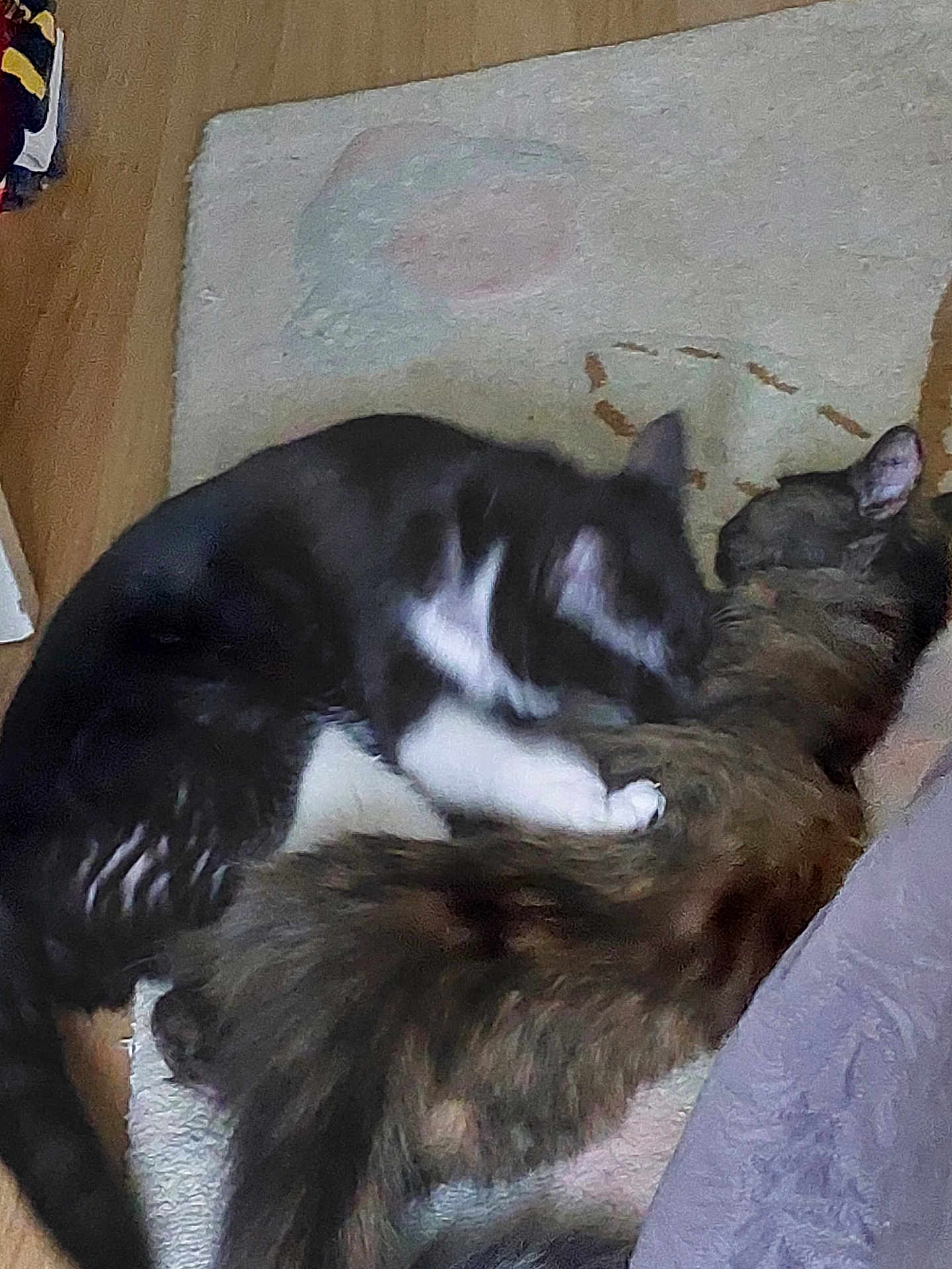Memeche Et Kitty a rejoint le concours — aidez-le/la à gagner de superbes lots ! cat, cats, feline, pet, indoor, cuddle, sleeping, fur, black_and_white_cat, tabby_cat, rug, floor, cozy, animal, mammal, domestic_animal, resting, close_up, two_animals, companion