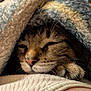 cat, sleeping, blanket, cozy, paw, fur, tabby, resting, indoor, closeup, warm, soft, relaxed, cute, pet, animal, comfort, texture, snug, peaceful